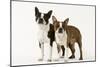 Boston Terriers Two Together-null-Mounted Photographic Print