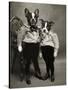 Boston Terriers-J Hovenstine Studios-Stretched Canvas