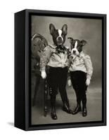 Boston Terriers-J Hovenstine Studios-Framed Stretched Canvas