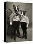 Boston Terriers-J Hovenstine Studios-Stretched Canvas