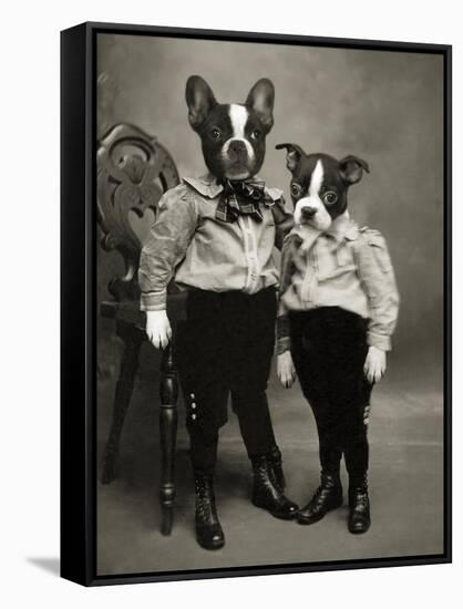 Boston Terriers-J Hovenstine Studios-Framed Stretched Canvas