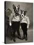Boston Terriers-J Hovenstine Studios-Stretched Canvas