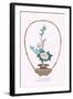 Botan (Peony) In a Handheld Basket-Josiah Conder-Framed Art Print