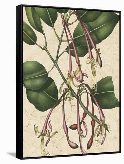 Botanic Beauty I-Vision Studio-Framed Stretched Canvas