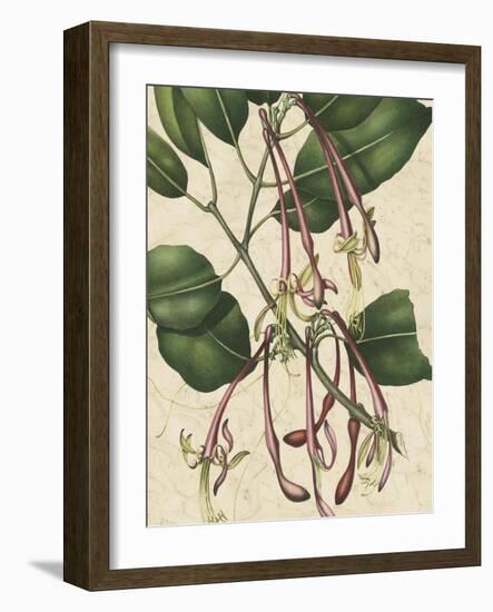 Botanic Beauty I-Vision Studio-Framed Art Print