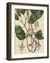 Botanic Beauty I-Vision Studio-Framed Art Print