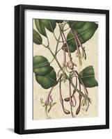 Botanic Beauty I-Vision Studio-Framed Art Print