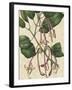 Botanic Beauty I-Vision Studio-Framed Art Print