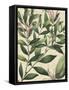 Botanic Beauty II-Vision Studio-Framed Stretched Canvas