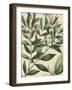 Botanic Beauty II-Vision Studio-Framed Art Print