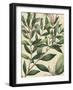 Botanic Beauty II-Vision Studio-Framed Art Print