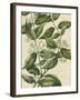 Botanic Beauty III-Vision Studio-Framed Art Print