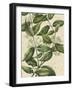 Botanic Beauty III-Vision Studio-Framed Art Print