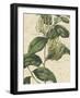 Botanic Beauty IV-Vision Studio-Framed Art Print