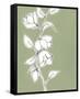 Botanic Drawing II-Regina Moore-Framed Stretched Canvas