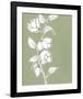 Botanic Drawing II-Regina Moore-Framed Art Print