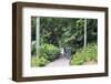 Botanic Gardens, Singapore, Southeast Asia, Asia-Christian Kober-Framed Photographic Print