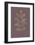 Botanica 2-Design Fabrikken-Framed Art Print