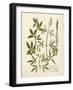 Botanica Agrimonia-The Vintage Collection-Framed Giclee Print