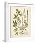 Botanica Agrimonia-The Vintage Collection-Framed Giclee Print