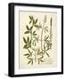 Botanica Agrimonia-The Vintage Collection-Framed Art Print