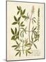 Botanica Agrimonia-The Vintage Collection-Mounted Art Print