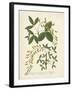 Botanica Anagyris-The Vintage Collection-Framed Giclee Print