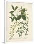 Botanica Anagyris-The Vintage Collection-Framed Giclee Print
