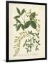 Botanica Anagyris-The Vintage Collection-Framed Giclee Print