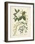 Botanica Anagyris-The Vintage Collection-Framed Giclee Print