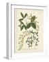 Botanica Anagyris-The Vintage Collection-Framed Giclee Print