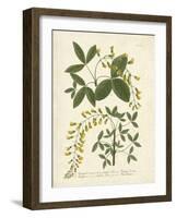 Botanica Anagyris-The Vintage Collection-Framed Art Print