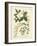 Botanica Anagyris-The Vintage Collection-Framed Art Print