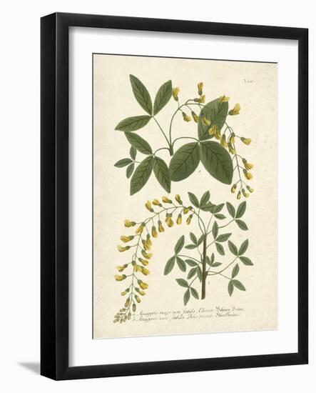Botanica Anagyris-The Vintage Collection-Framed Art Print
