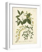 Botanica Anagyris-The Vintage Collection-Framed Art Print