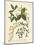 Botanica Anagyris-The Vintage Collection-Mounted Art Print