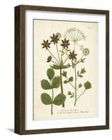 Botanica Anisum-The Vintage Collection-Framed Art Print