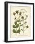 Botanica Anisum-The Vintage Collection-Framed Art Print