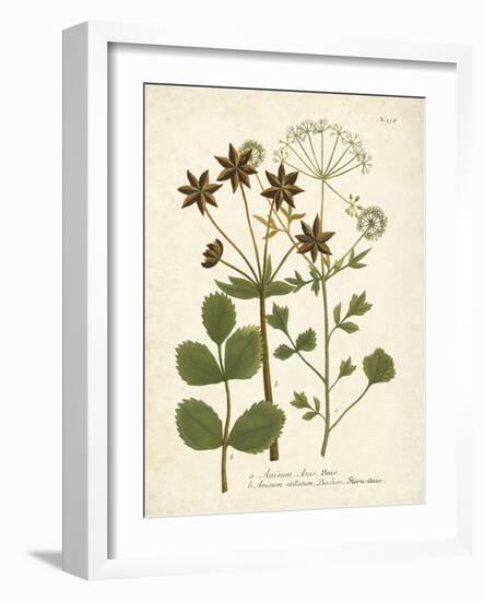 Botanica Anisum-The Vintage Collection-Framed Art Print