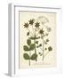 Botanica Anisum-The Vintage Collection-Framed Art Print