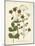 Botanica Anisum-The Vintage Collection-Mounted Art Print