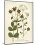 Botanica Anisum-The Vintage Collection-Mounted Art Print