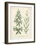 Botanica Aparine-The Vintage Collection-Framed Giclee Print