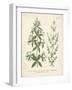 Botanica Aparine-The Vintage Collection-Framed Giclee Print