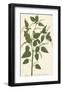 Botanica Baccifer-The Vintage Collection-Framed Giclee Print