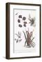 Botanica do Brasil - Sai-Maria Mendez-Framed Giclee Print