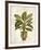 Botanica Fern-Emma Hill-Framed Giclee Print