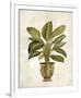 Botanica Fern-Emma Hill-Framed Giclee Print