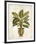 Botanica Fern-Emma Hill-Framed Giclee Print