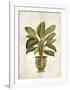 Botanica Fern-Emma Hill-Framed Art Print